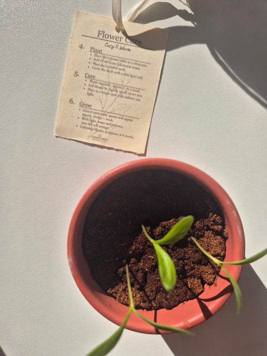 Cozy & Warm - Grow kit | Handgemaakte calendula kweekset